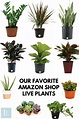 Indoor Plants You Can Buy Online: Our Favorite Amazon Shop Live Plants ...