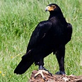 African Black Eagle - Afrikaanse Zwarte Arend - Aquilla verreauxii ...