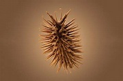 The spiky but stunning burrs that litter the South African coast | New ...
