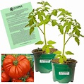 Where to Order Vegetable Plants Online For Delivery | POPSUGAR Home