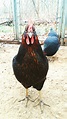 Black Star | BackYard Chickens - Learn How to Raise Chickens