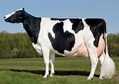 (13) Ganadería y Agricultura - Fotos | Pet cows, Cow calf, Holstein cows