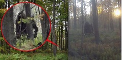 Bigfoot HOAX In Pennsylvania? Tipster Says 'Two Bigfoots' Were Tree ...