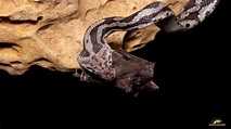 Conoce la fascinante cueva de Kantemó de las serpientes colgantes