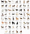 All Dog Breeds In Alphabetical Order With Pictures | Dog breed names ...