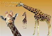 5 Facts About Giraffes, For Kids | Giraffe facts, Giraffe, Animal facts