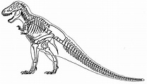 Tyrannosaurus Rex Skeleton Drawing at PaintingValley.com | Explore ...