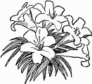 71 Free Flower Clipart Black And White - Cliparting.com