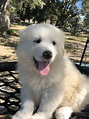 Great Pyrenees Puppies For Sale | Lady Lake, FL #325044