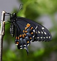 All of Nature: Black Swallowtail Butterfly Emerges