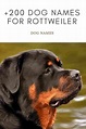 +200 Best Dog Names For Rottweilers in 2023: Ultimate List For Naming ...