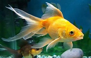 How To Take Care Of Goldfish In Aquarium - Aquarium Views