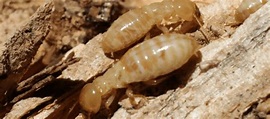 What Do Termites Look Like In Florida? Tips For Identification (2022)