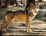 El lobo mexicano vuelve a la vida libre | Comisión Nacional de Áreas ...