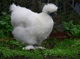 Silkie Chickens And Some Facts About Them | Coops & Cages