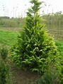 Trees Planet: Chamaecyparis lawsoniana - Lawson Cypress