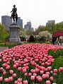 Washington looking over the Boston tulips | Boston public garden ...