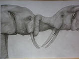 My drawing of two elephants with their trunks locked together - Using ...