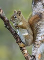 American Red Squirrel Resting, Acadia National Park, Maine, Usa ...