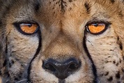 Cheetah+eye+contact+-+Cheetah+eyes,+Namibia. | Cheetah face, Zoo animal ...