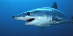 Real Information About the Mako Shark | Sharks of hungry shark ...