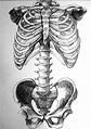 skeleton drawing Google Search anatomy Pinterest Skeleton drawings ...