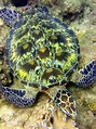 綠蠵龜 Green turtle - Marine Organism