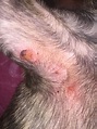 Itchy Red Rash On Dog S Belly Neck Armpits Hot Spots On Ears Rash On ...