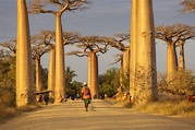 The Tree Of Life: The Baobab Tree – Expedition Subsahara