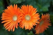 Gerbera Daisy: Plant Care & Growing Guide