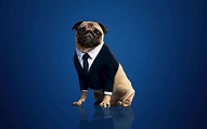 frank the pug men in black international 2019 Mac Wallpaper Download ...