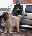 File:Caucasian Ovcharka 0101.jpg - Wikipedia