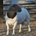 Raza ovina Dorper | Razas ovinas, Cria de cabras, Razas de borregos