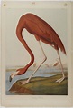 American Flamingo - John James Audubon - WikiArt.org - encyclopedia of ...