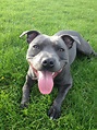 blue staffordshire bull terrier