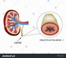 Structure Ureter Structure Kidneys Infographics Vector: Vector có sẵn ...