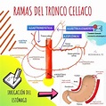 RAMAS DEL TRONCO CELIACO | Gastroenterología | Salud | uDocz