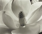 IMOGEN CUNNINGHAM (1883-1976) , Magnolia Blossom, 1925 | Christie's