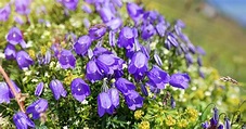 Campanulaceae: Wissenswertes über die Glockenblumengewächse - Mein ...