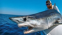 Europa e Stati Uniti ostacolano la salvezza dello squalo mako - la ...