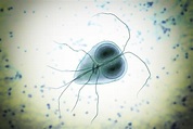 Natural guide to Giardia treatment and prevention in dogs - Petsynse