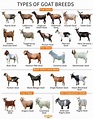 Goat Breeds - Facts, Types, and Pictures