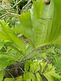 刺孔雀椰子 | 台灣景觀植物介紹