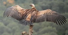 Group of Vultures: What They're Called & Vulture Group Behavior - A-Z ...