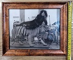 Rare OMBFC, Framed Marc Bolan on a Tiger - set of the Movie 'Born to ...