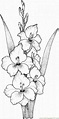 Gladiolus Flower Coloring Pages, Coloring Book Pages, Printable ...