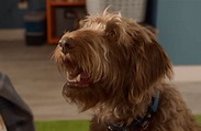 Family comedy Think Like a Dog gets a first trailer