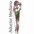 Cadera archivos - Músculos.org: Guía anatómica de los músculos del cuerpo.