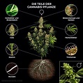 Teile der Cannabis-Pflanze: von der Wurzel bis zum Stempel - Sensi Seeds