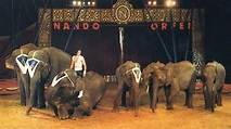 Gli elefanti di Paride Orfei al Circo Nando Orfei (1985) - YouTube